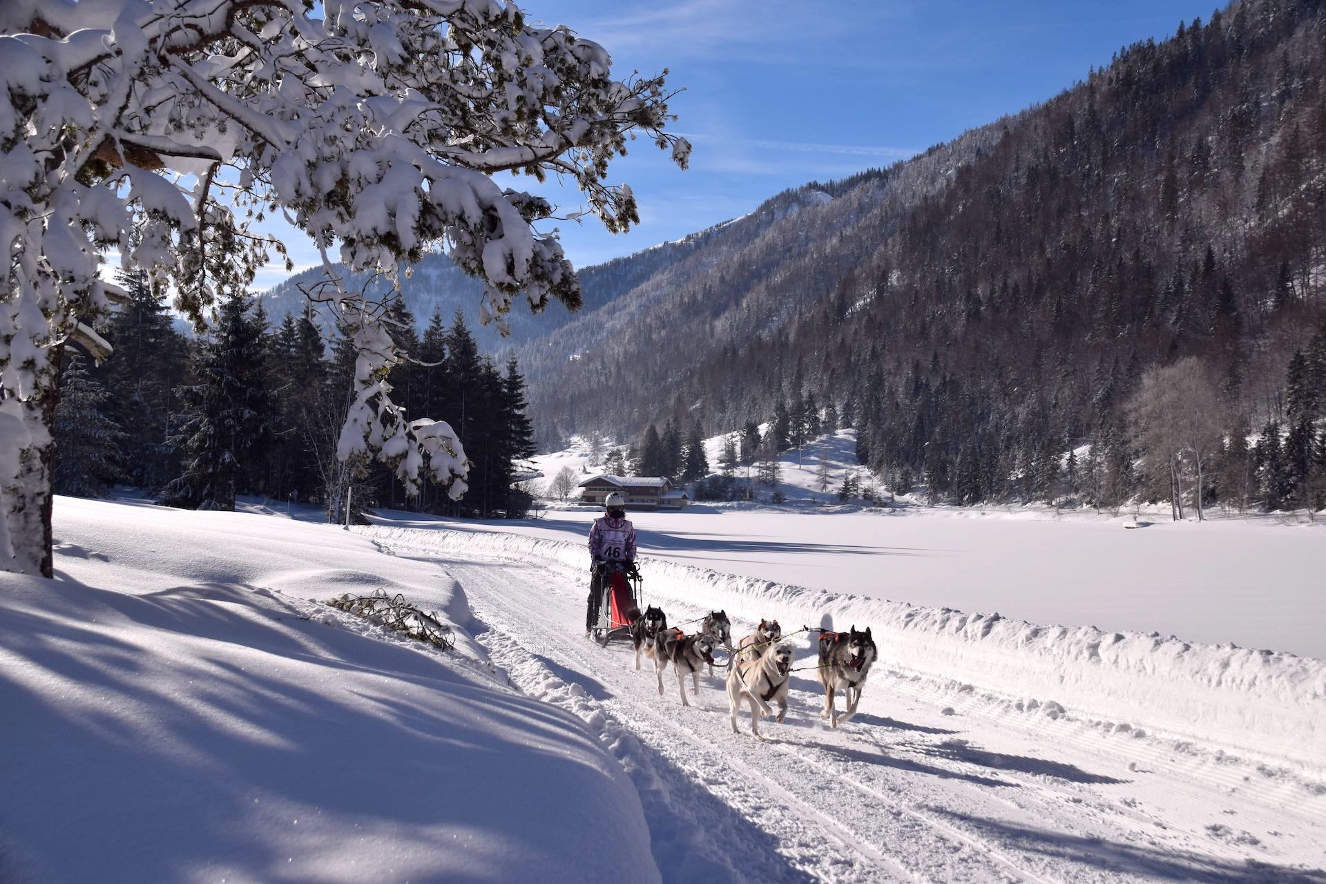 Bild WMP: Schlittenhunde-Rennen im PillerseeTal